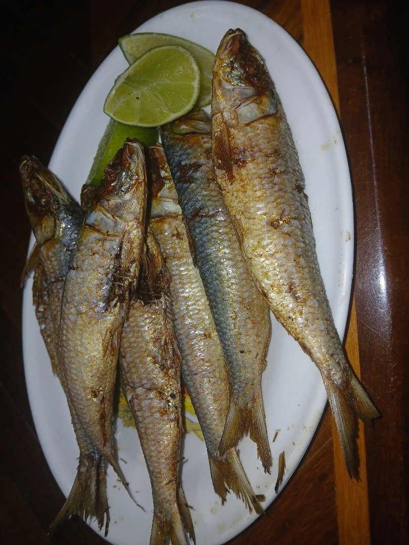 Sardina