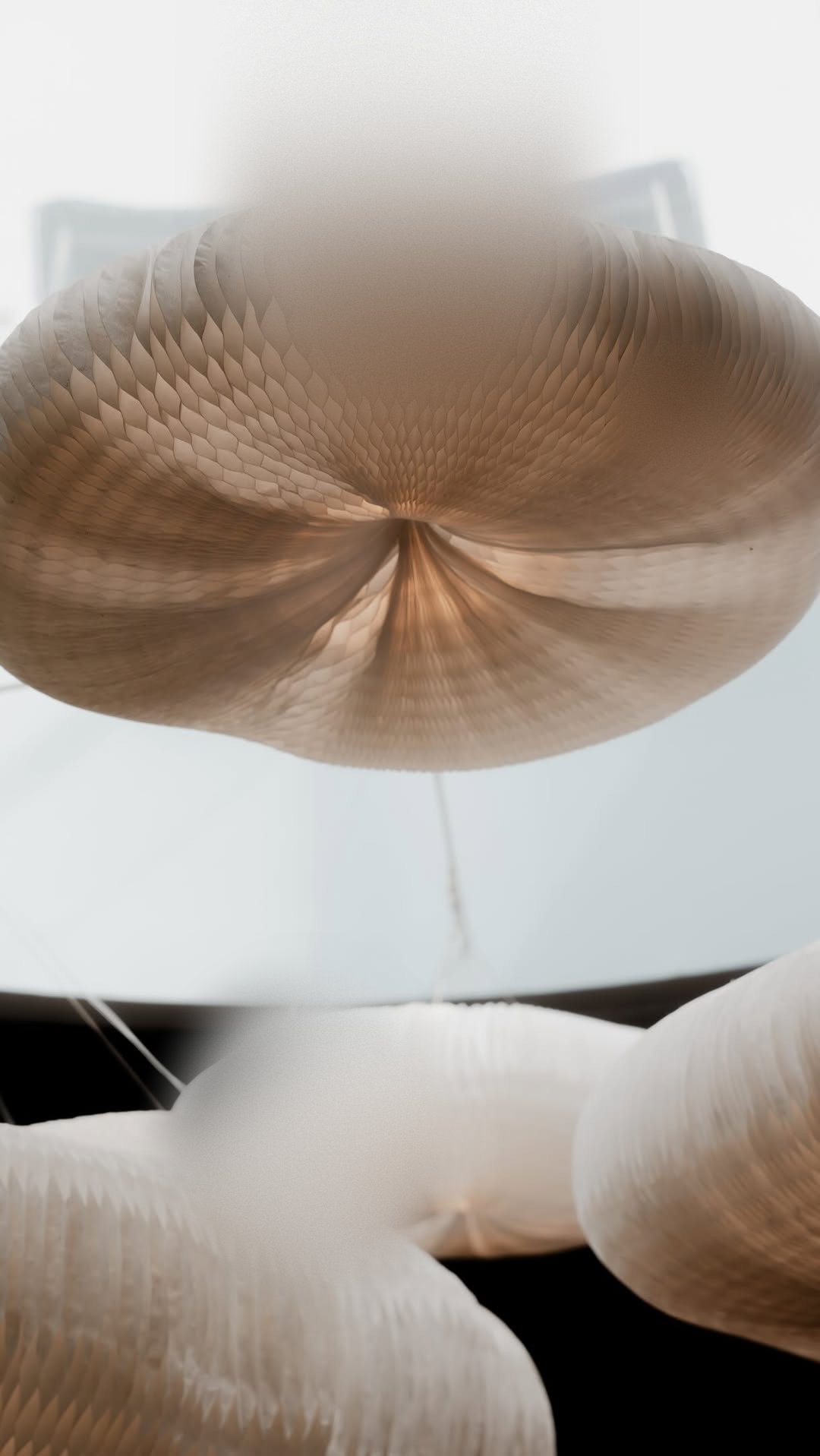 Miso: foto del lugar
